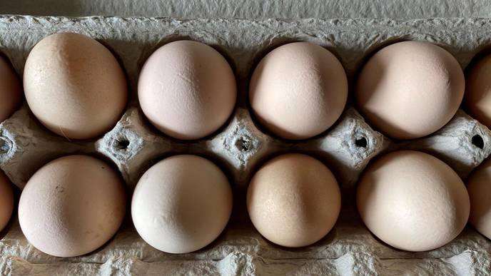 Backyard Chickens, Rabbits, Soybeans Can Meet Household Protein Demand