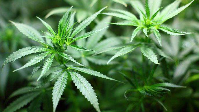 Cannabis Use Disorder Linked to Increased Complications After Spinal Surgery