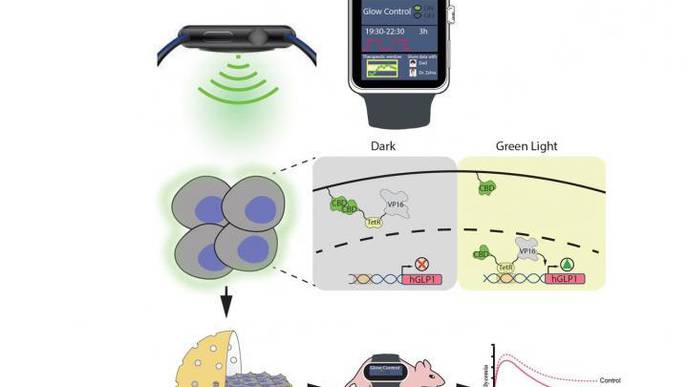Controlling Insulin Production with a Smartwatch