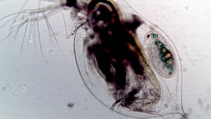 How Plankton Hold Secrets to Preventing Pandemics
