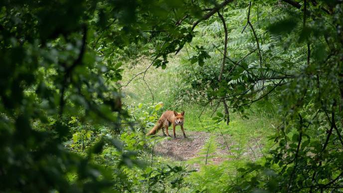 A Diversity of Wildlife Is Good for Our Health