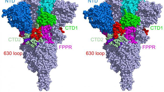 Sturdier Spike Protein Explains Faster Spread of COVID-19 Variants